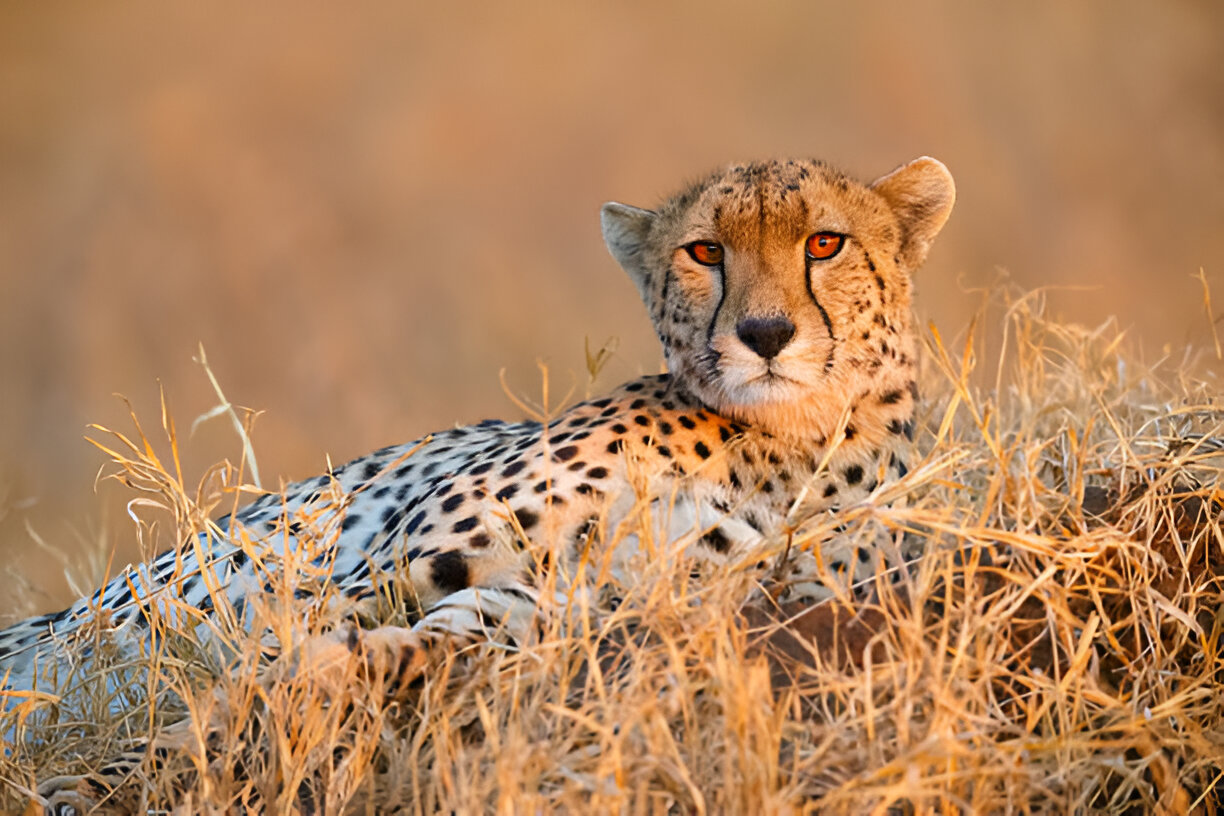 Top 5 Safari Experiences in Tanzania You Can’t Miss
